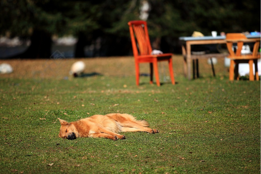 新疆午后惬意悠闲晒太阳的狗狗