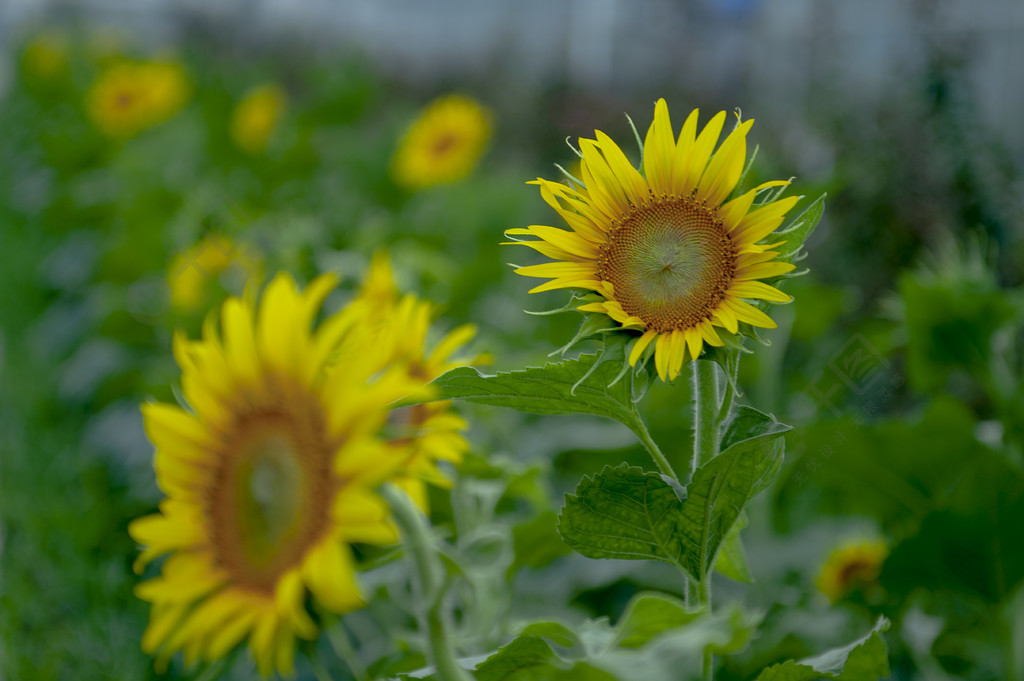 金黃綠色向日葵太陽花