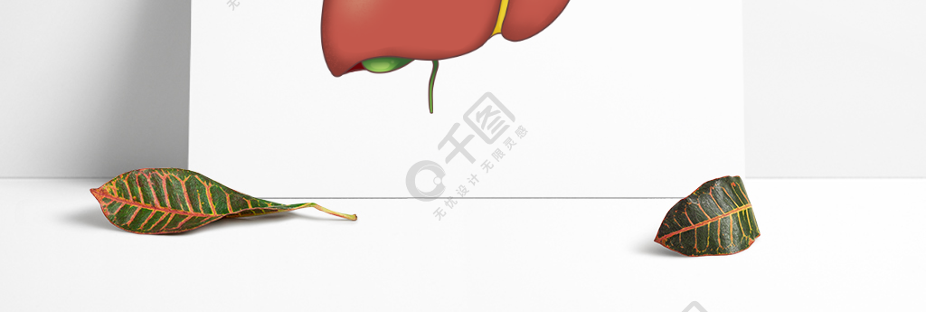 手繪醫學用圖肝臟人體器官