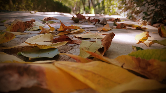 秋日落叶系列大气简约唯美伤感秋天的落叶