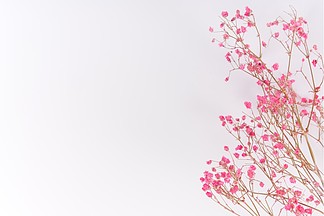 干花植物装饰背景摄影