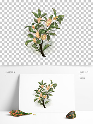 桂花立面图手绘图片
