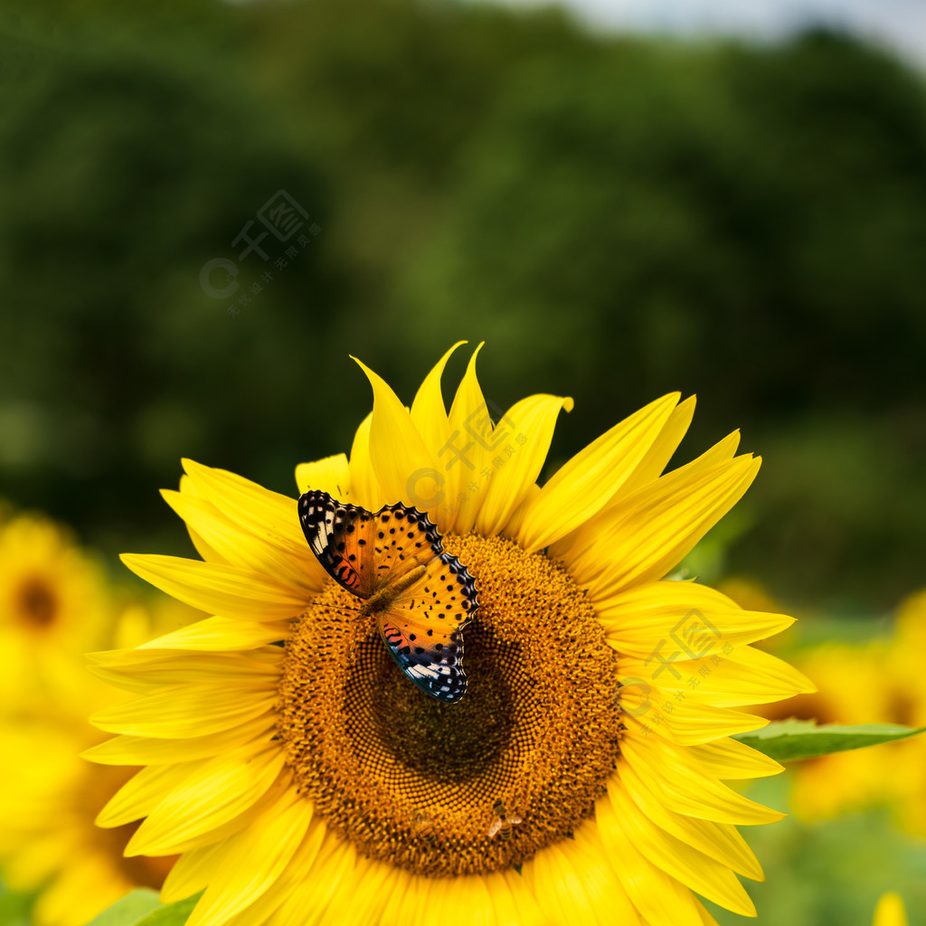 黄色向日葵花朵蝴蝶蜜蜂