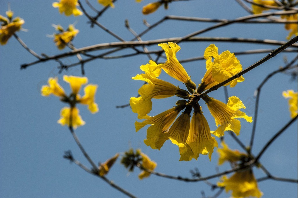 點擊瞭解詳細 >>黃花風鈴木和花兒半年前想獲得素材商業授權?點擊獲取