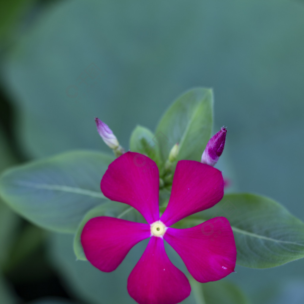 枚紅色五葉花高清攝影圖