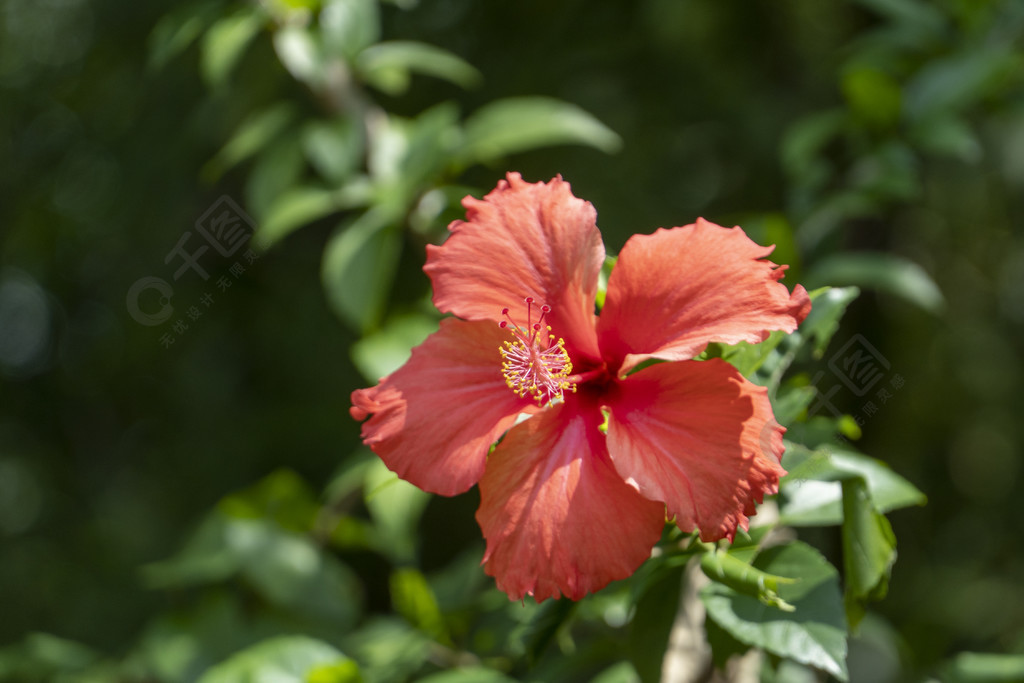 美麗盛開的紅色朱槿花小紅花動物植物免費下載_jpg格式_4500像素_編號