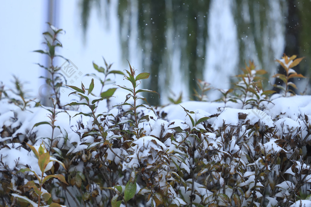 雪天樹叢雪景飄雪實拍攝影圖雪天樹葉冬天