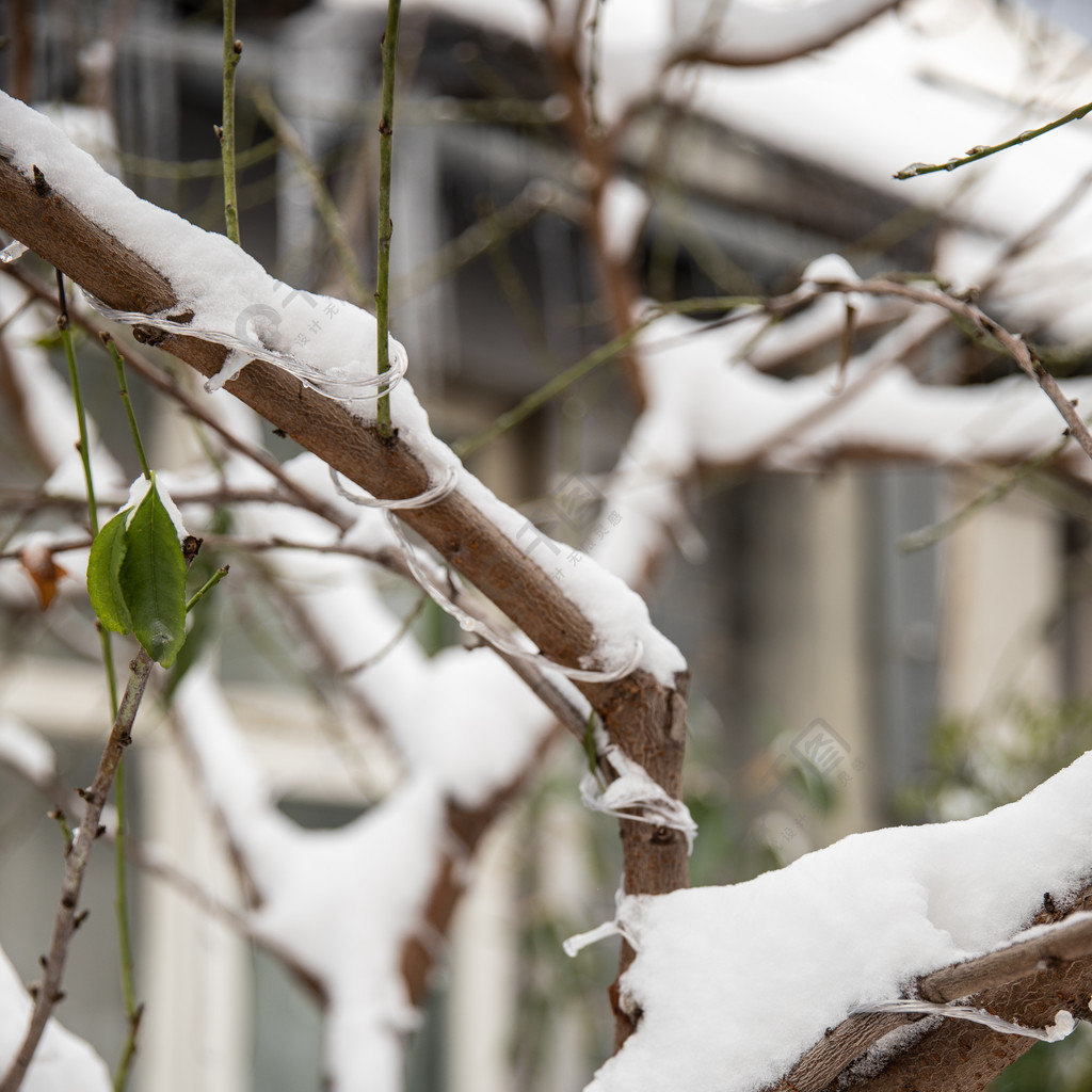 冬天下雪了树干上的雪