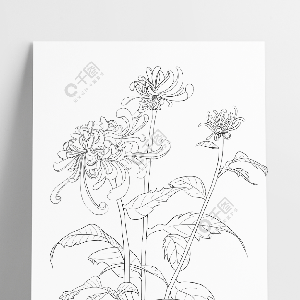 银叶菊手绘图片