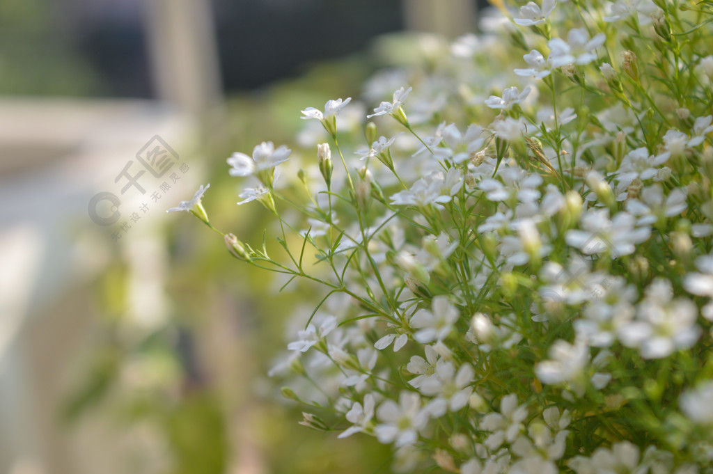 滿天星花小清新白色花朵盆栽植物花卉鮮花