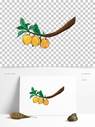 杏子怎么画菜花图片