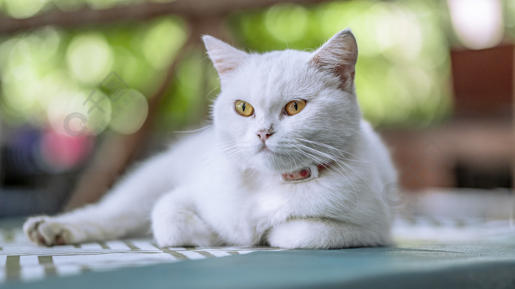 猫咪摄影白猫阳光