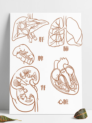 肝脏面观手绘图图片