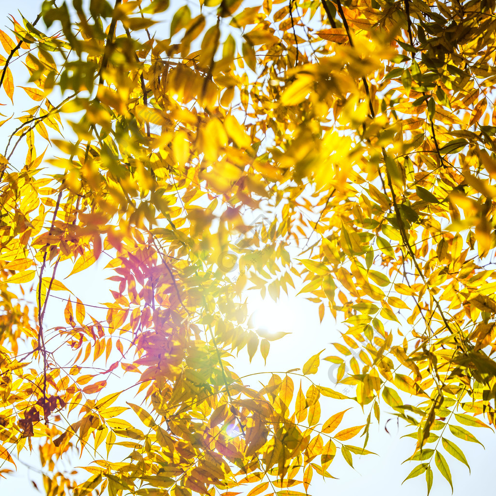 怎么描写阳光透过树叶_阳光透过树叶间的佳句_阳光透过树叶的词