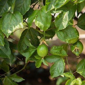 雞蛋果百香果種植園圖片百香果雞蛋果種植園攝影圖實拍視頻沖泡百香果