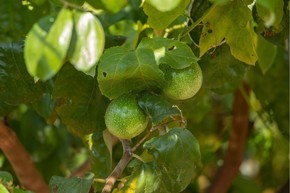 百香果雞蛋果種植園攝影圖實拍視頻沖泡百香果飲品俯拍濃漿攪拌百香果