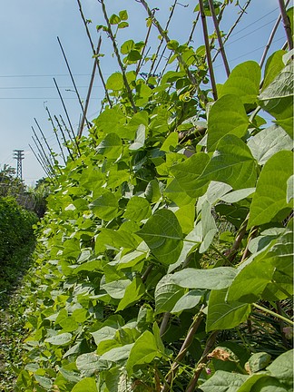  i>四 /i> i>季 /i>豆菜豆種植菜園菜地攝影 i>圖 /i>