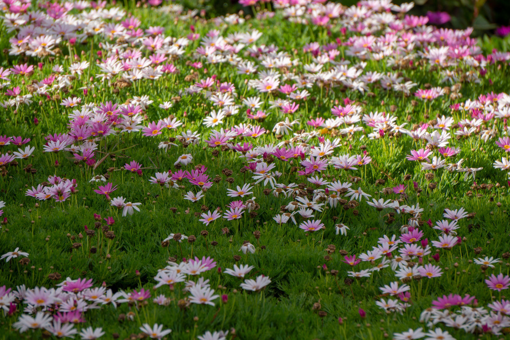 一片格桑花花朵攝影圖