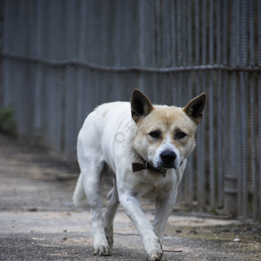 一條農村圈養的白色土狗中華田園犬