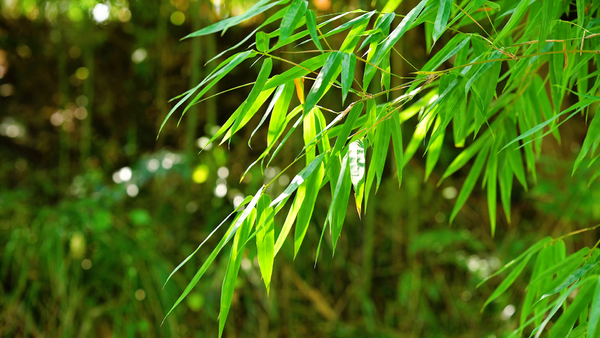 0陽光下竹林竹子竹葉攝影圖002植物攝影清晨陽光以及竹葉上的露珠很是