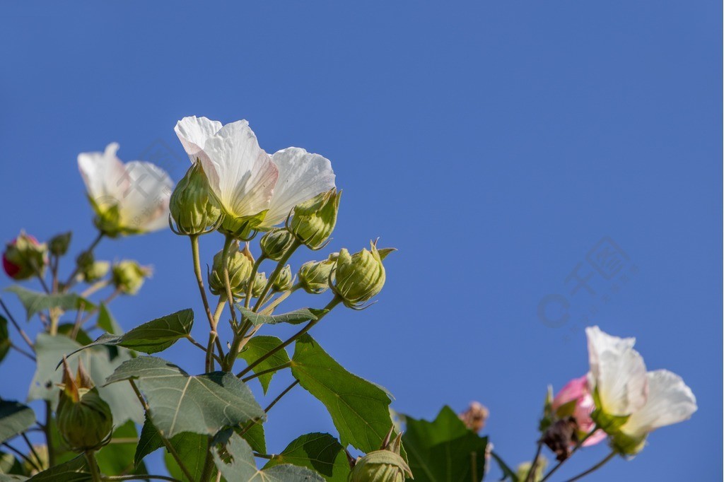 木芙蓉白色花朵高清图片