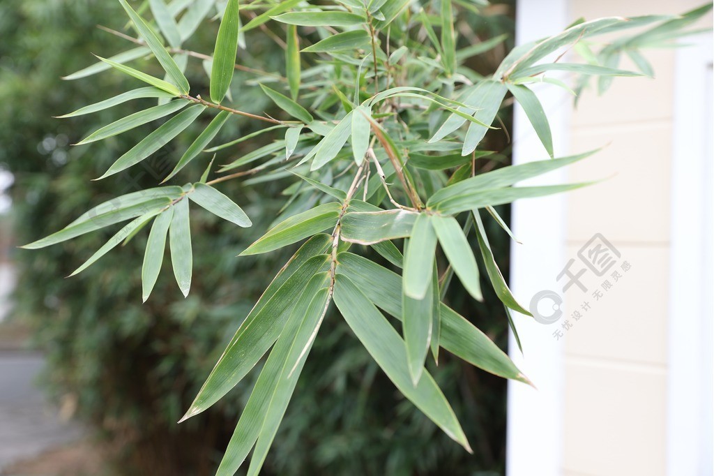 高清竹子綠色竹子美麗的竹子圖動物植物免費下載_jpg格式_22800像素