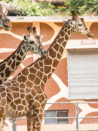 動物園內長頸 i>鹿 /i>脖子