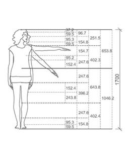 人機尺寸身材比例黃金分割 i>數 /i> i>據 /i>