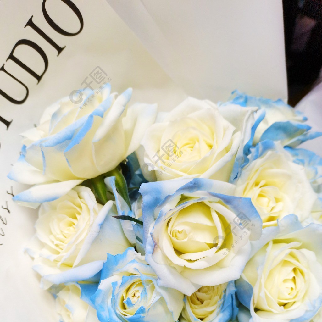 白蓝玫瑰素材图片