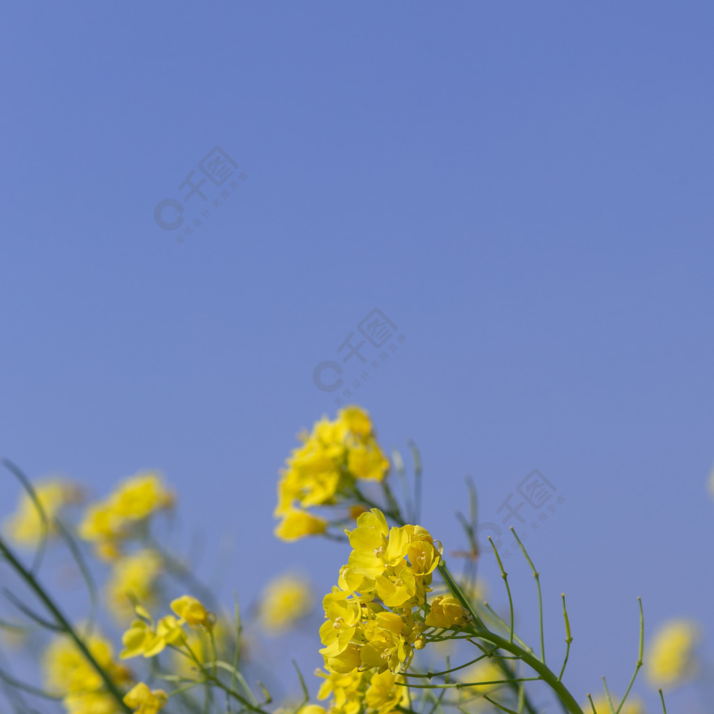 油菜花特寫春天小清新田園風光