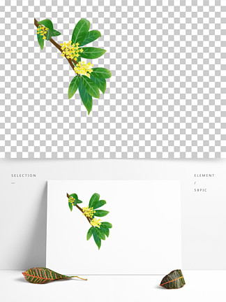 桂花设计素材免费下载_桂花设计图片-千图平面设计