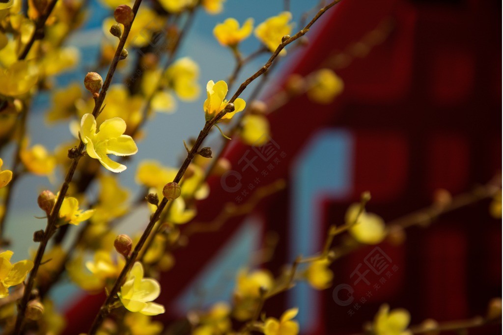 高清实拍新年装饰花迎春花图片