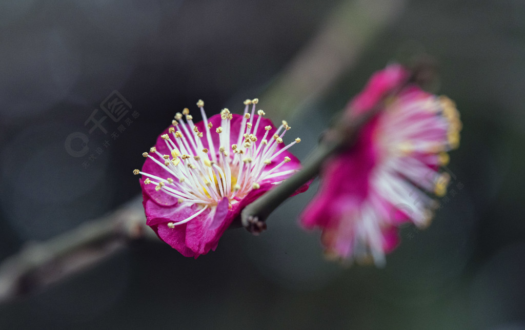 硃砂梅花盛開特寫