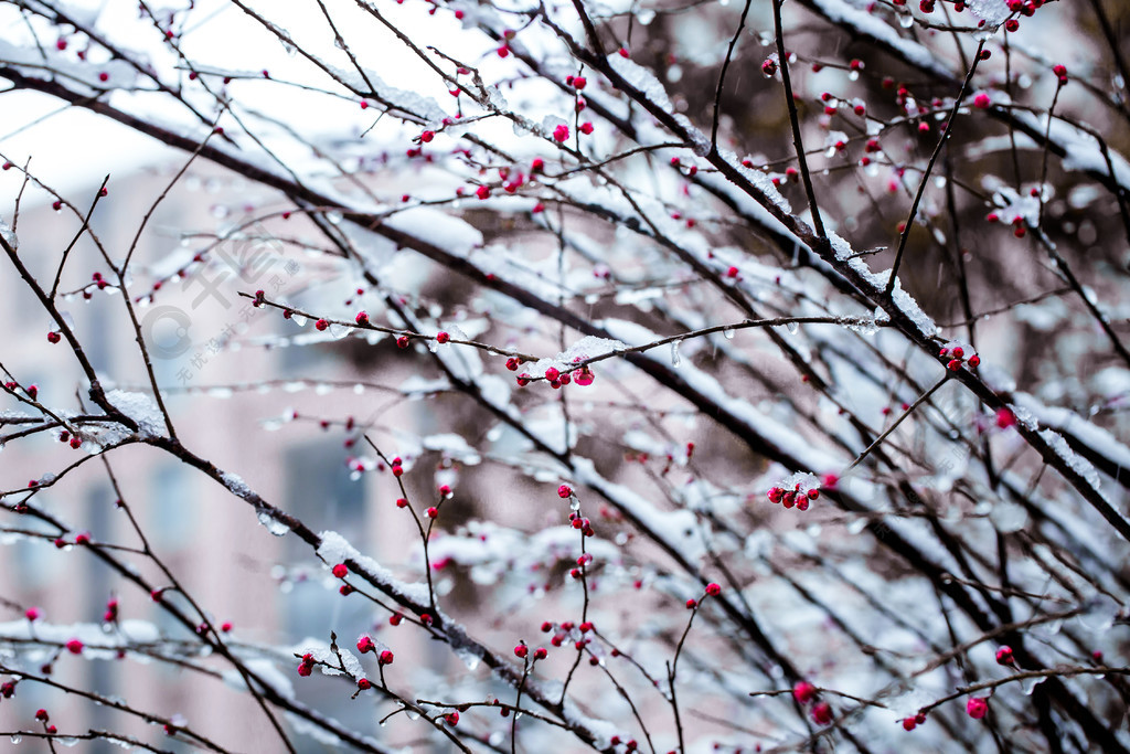 冬天雪中红梅雪景摄影图