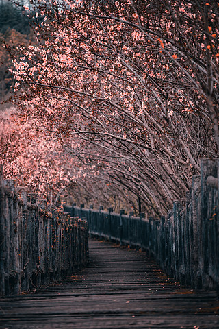 开满鲜花的小路简单图片