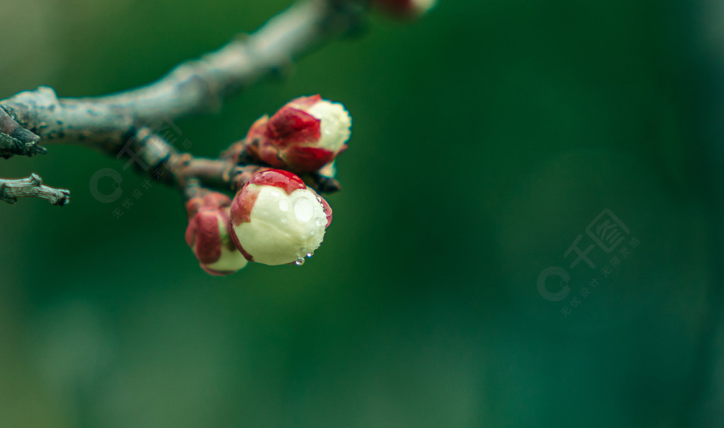 春天节气花骨朵带雨水微距实拍摄影图