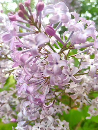 丁香花紫色花朵春天 i>公 /i> i>園 /i> i>樹 /i> i>枝 /i>花香紫丁香