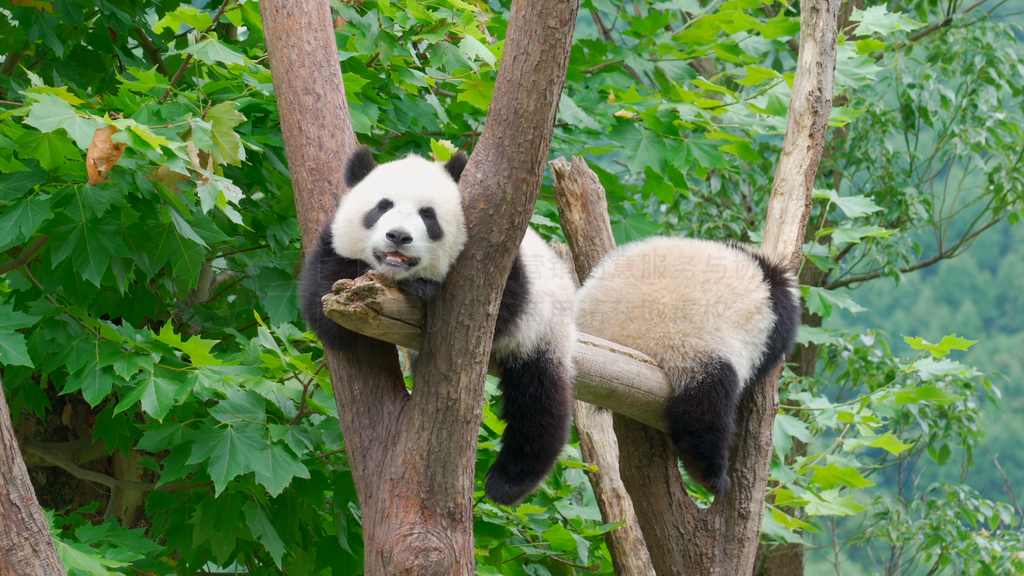 户外游乐园大熊猫幼崽玩耍高清实拍