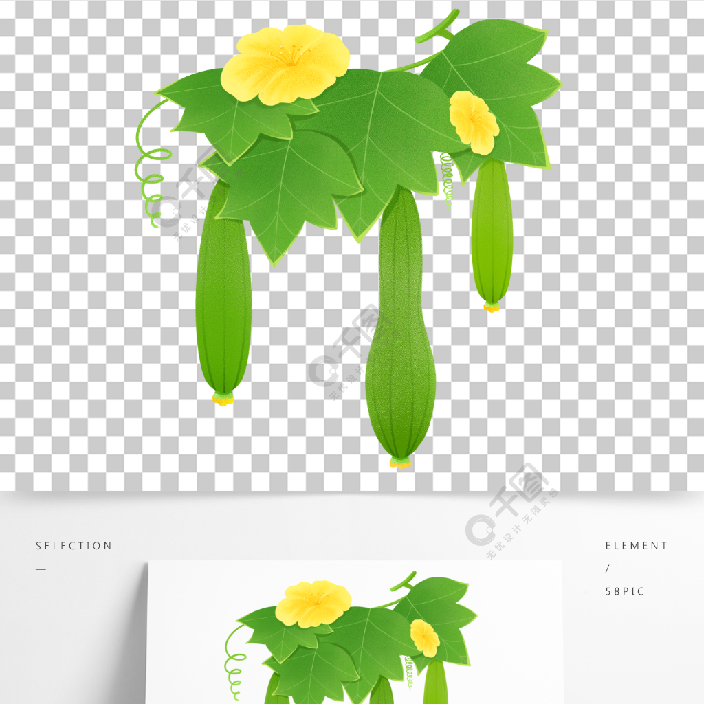手绘丝瓜绿色新鲜蔬菜丝瓜水花叶青瓜藤蔓