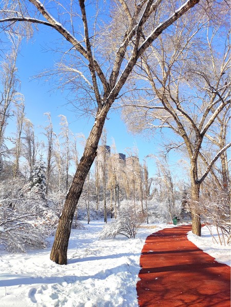 公園風 i>景 /i>冬天雪天樹木白色雪花樹枝藍天散步