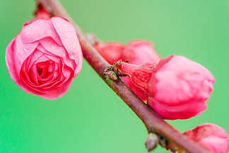 实拍春天 i>碧/i i>桃/i>花蕾特写高清摄影图