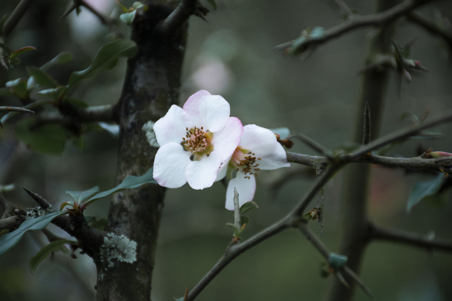 公園 i>白 /i> i>色 /i>海棠花花朵攝影圖