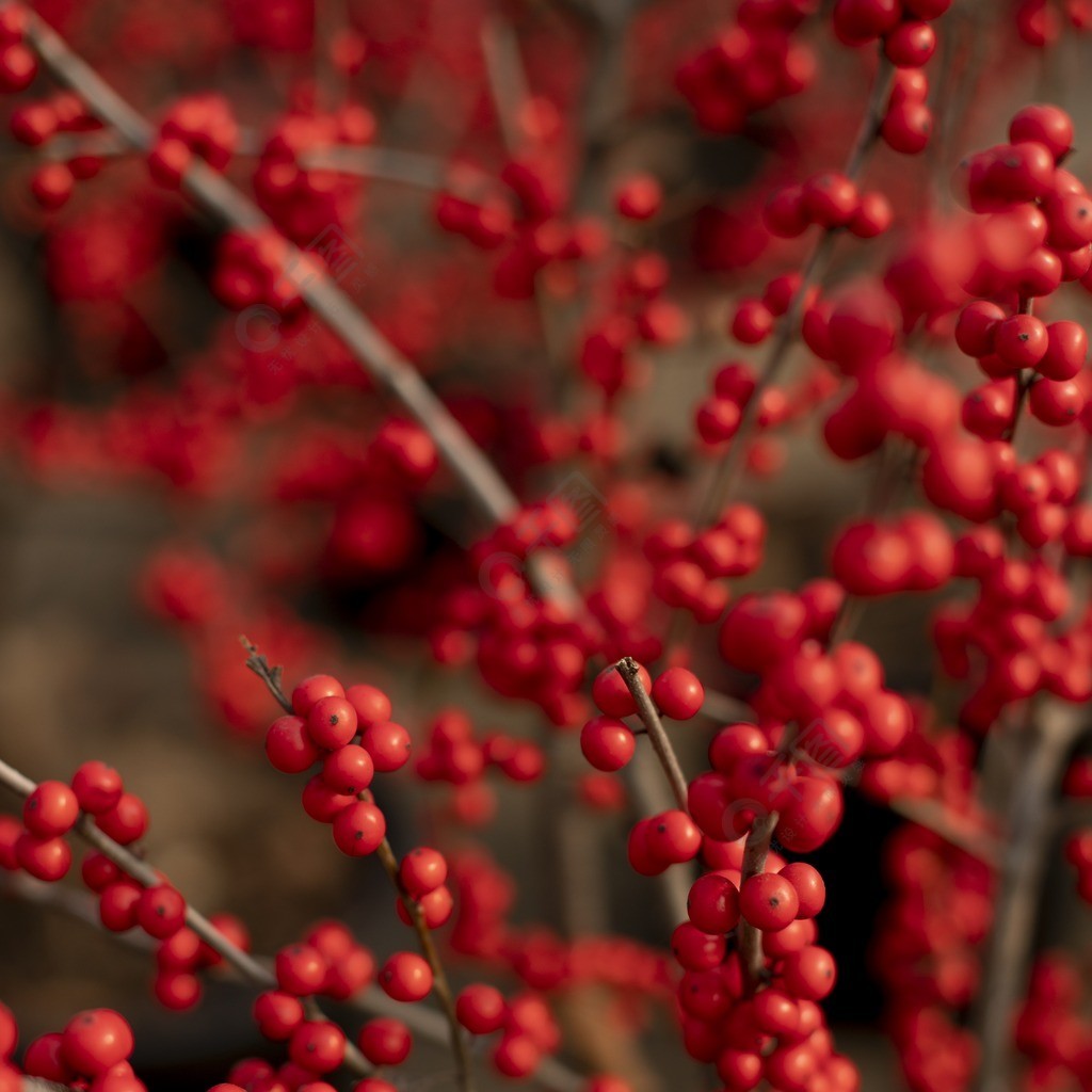 冬青果圣诞果红色植物果实照片
