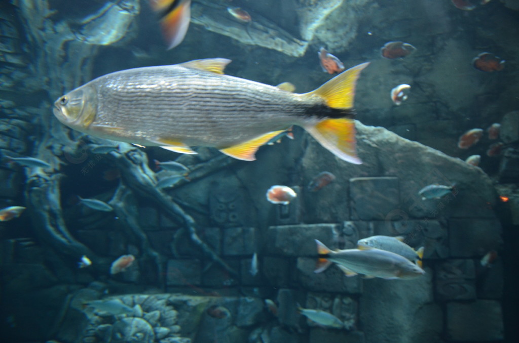 海花島童世界海洋樂園水族館熱帶魚