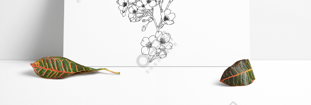 手绘樱花黑白画线条樱花装饰素材线稿矢量图