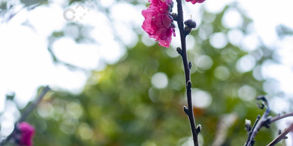 春天粉色桃花花朵綠色小清新海報背景