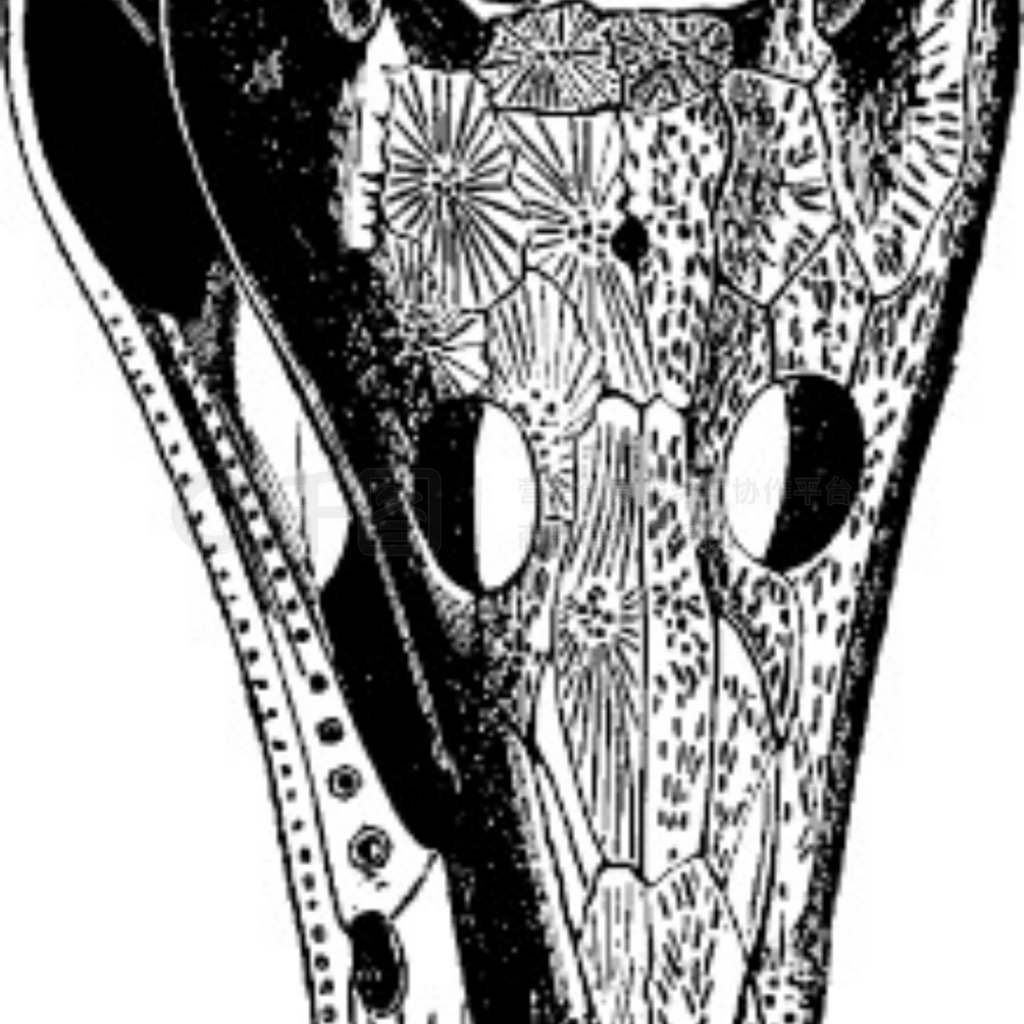 Labyrinthodonts ͷArchegosaurus  Mastodonsaurusŵ̲ͼࣿ 1886 ꡣ