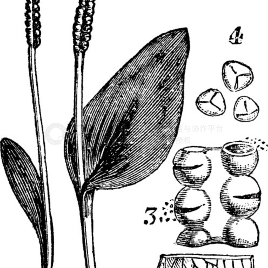 Ophioglosse - 1.ȫꡣ - 2塣 - 3.ҡ - 4.ӣѾƿͼ Trosset ٿȫ (1886 - 1891)