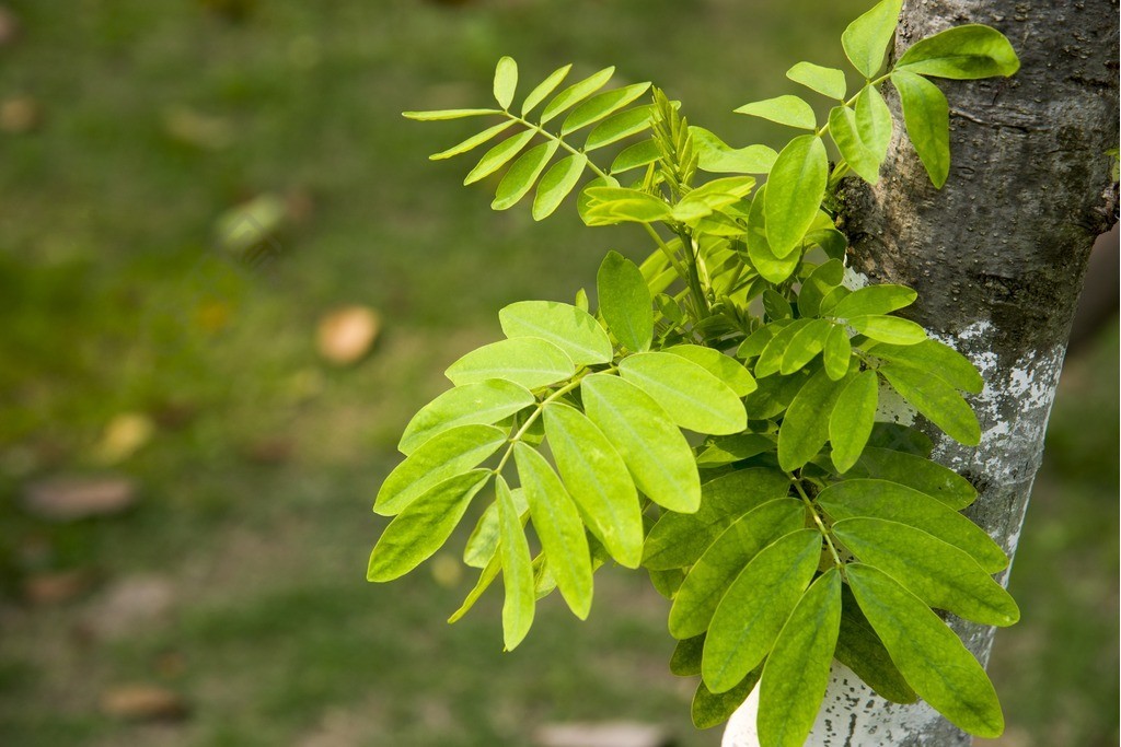 春天的绿色植物图片图片