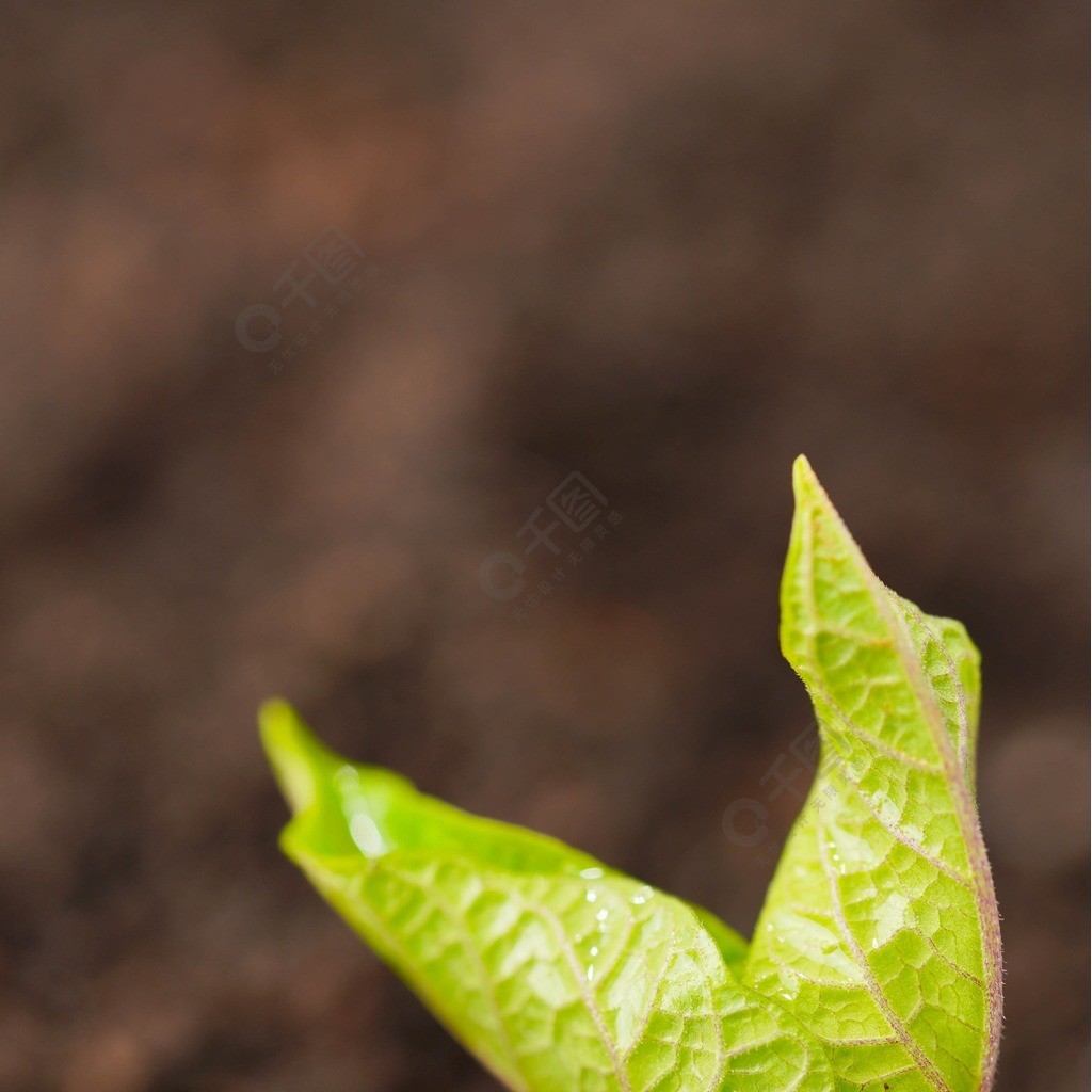 春節嫩芽發芽攝影